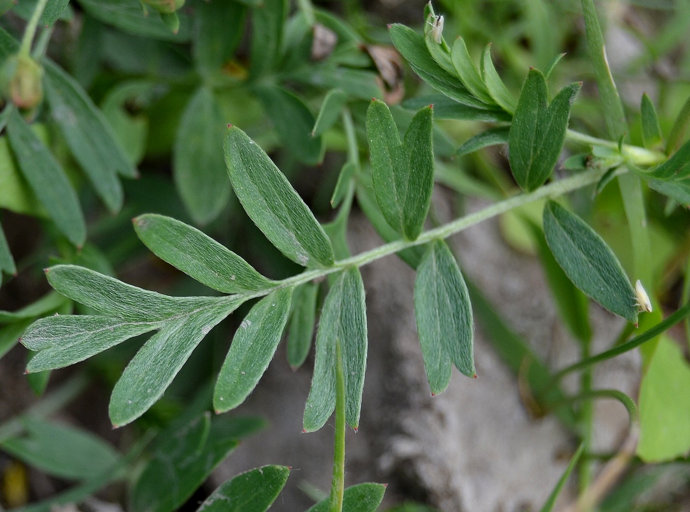 Image of Potentilla bifurca specimen.