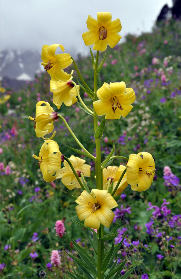 Изображение особи Lilium monadelphum.