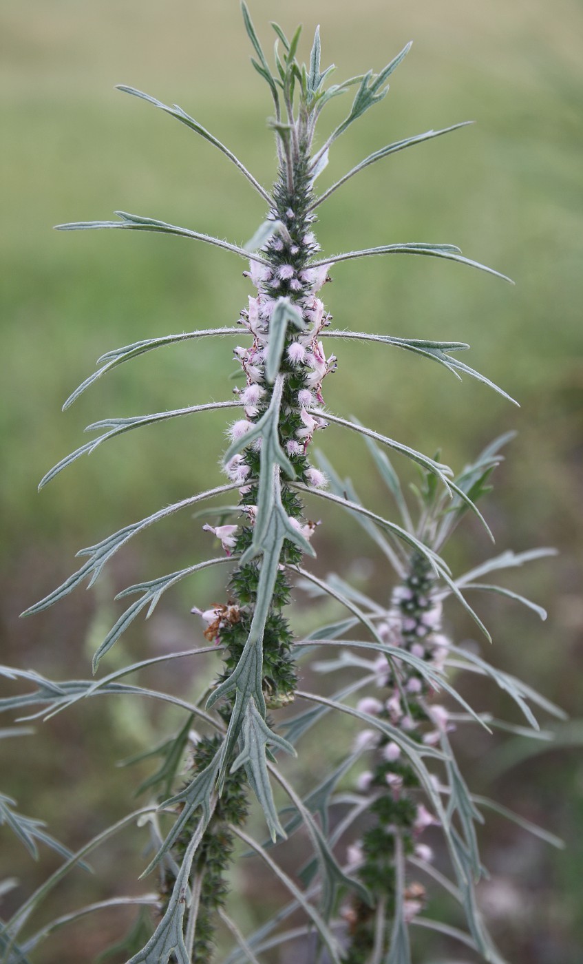 Изображение особи Leonurus deminutus.