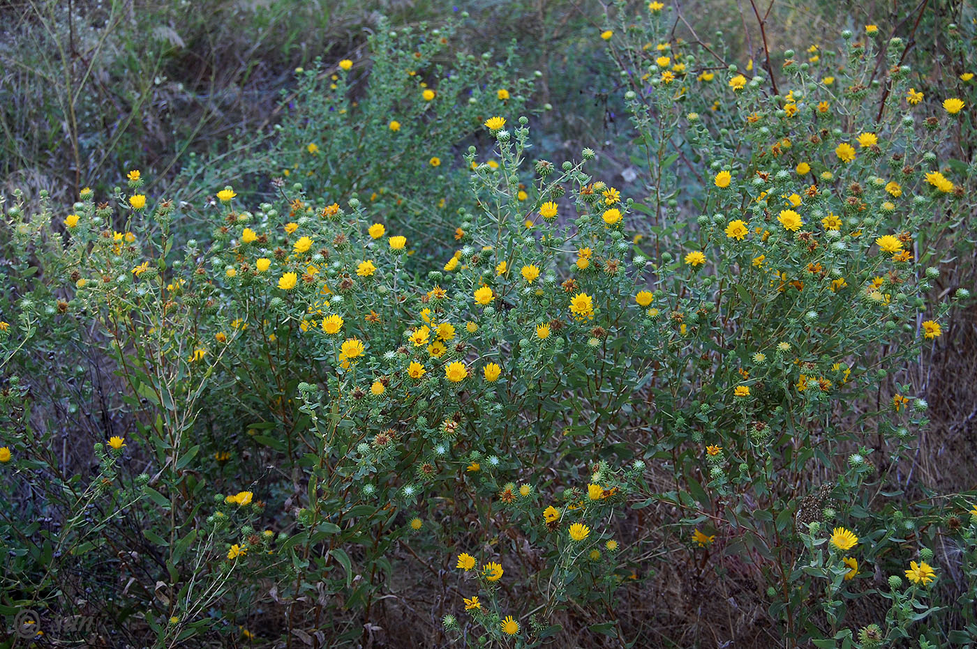 Image of Grindelia squarrosa specimen.