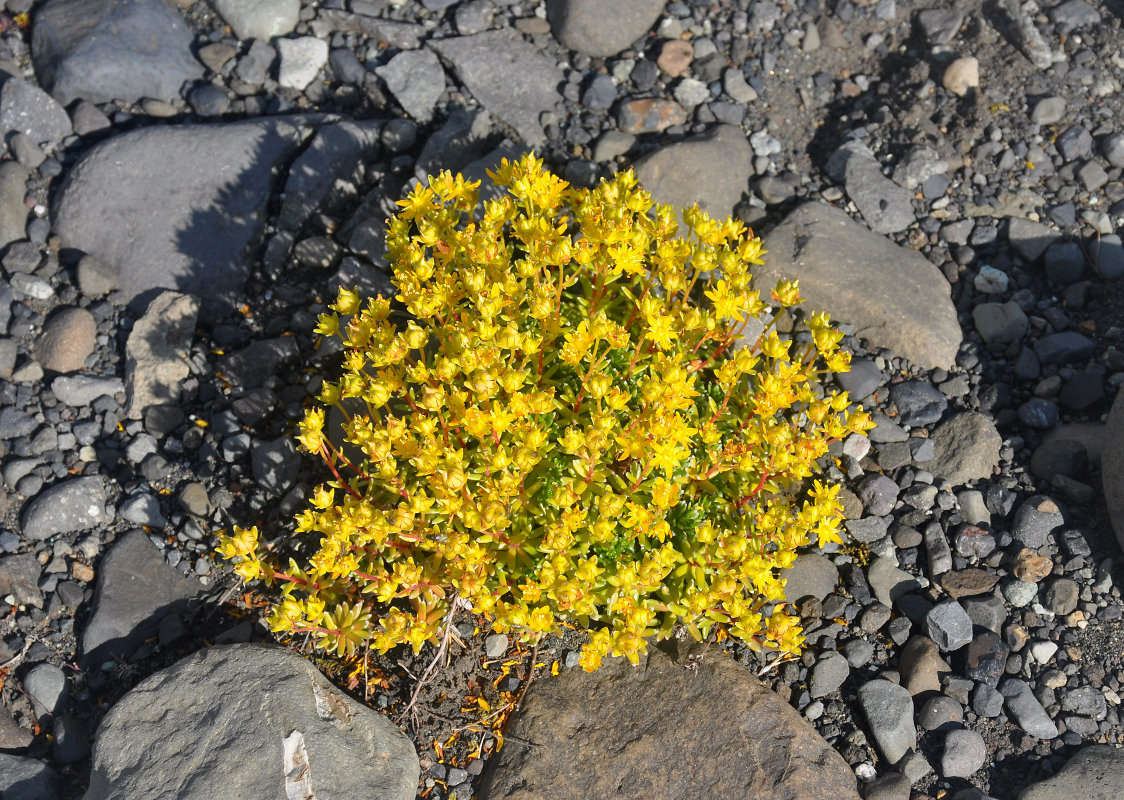 Image of Saxifraga aizoides specimen.