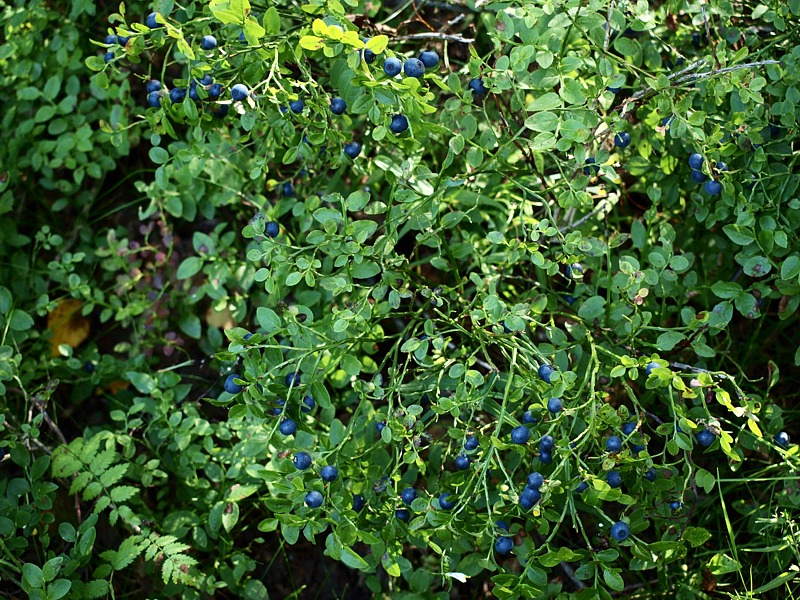 Image of Vaccinium myrtillus specimen.