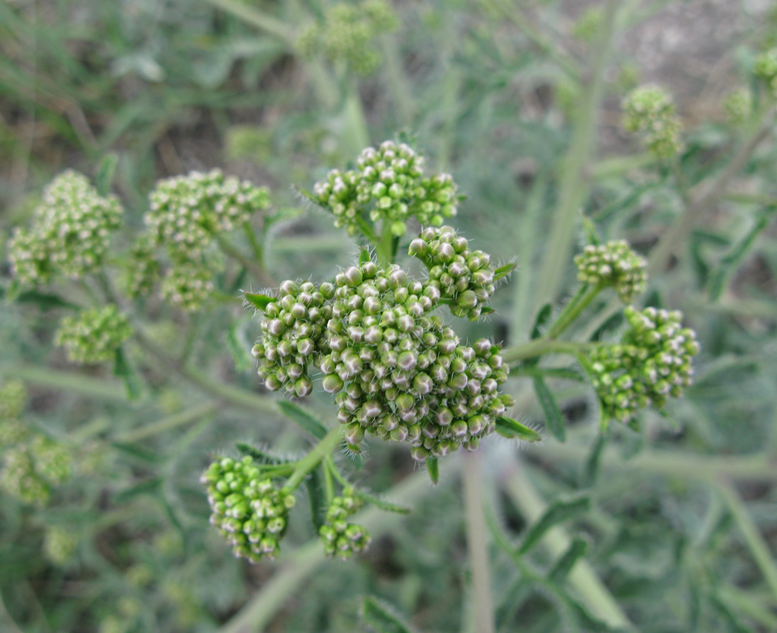 Изображение особи Crambe tataria.