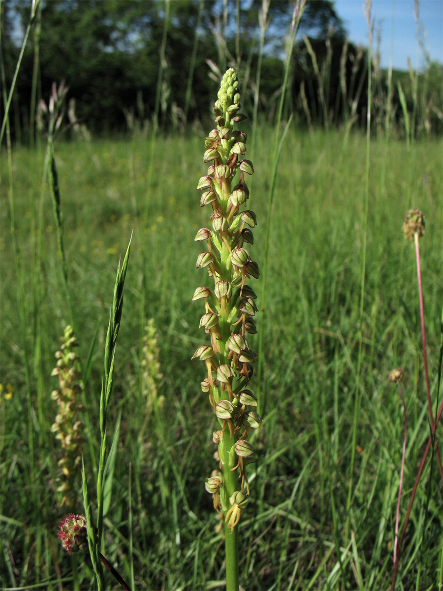 Image of Orchis anthropophora specimen.