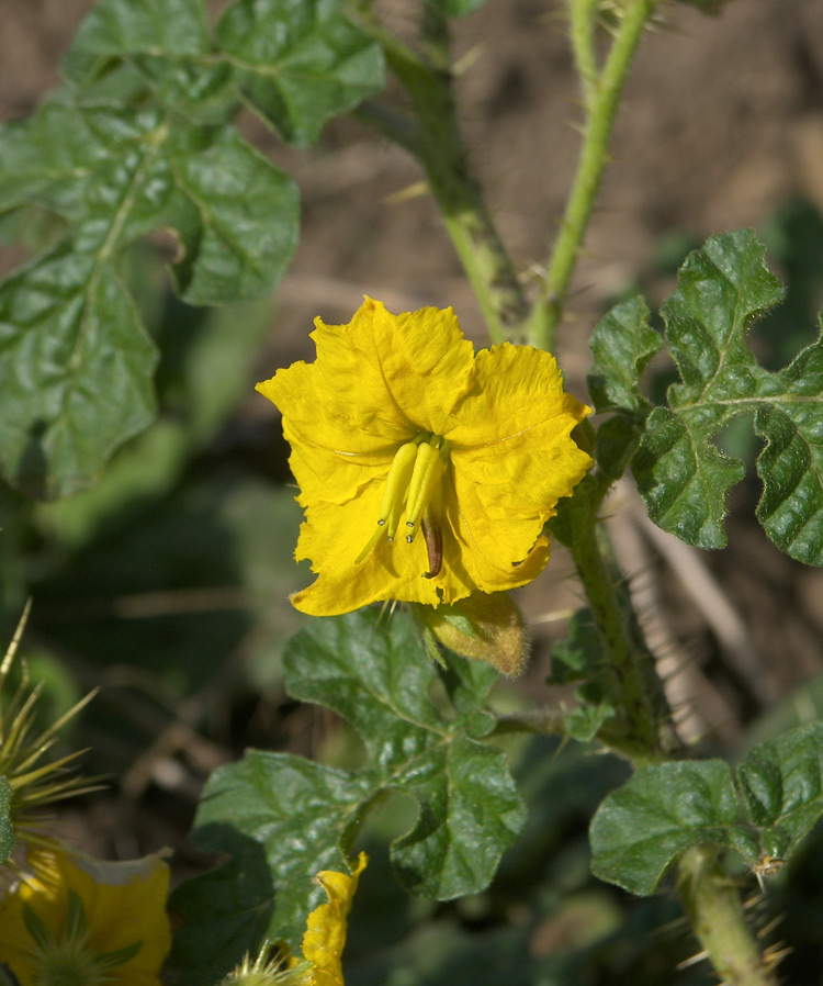 Изображение особи Solanum cornutum.