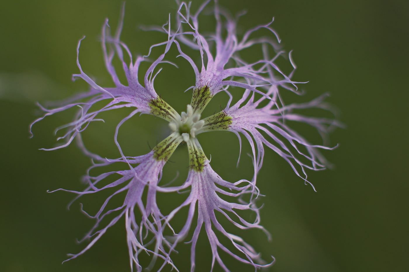 Изображение особи Dianthus superbus.