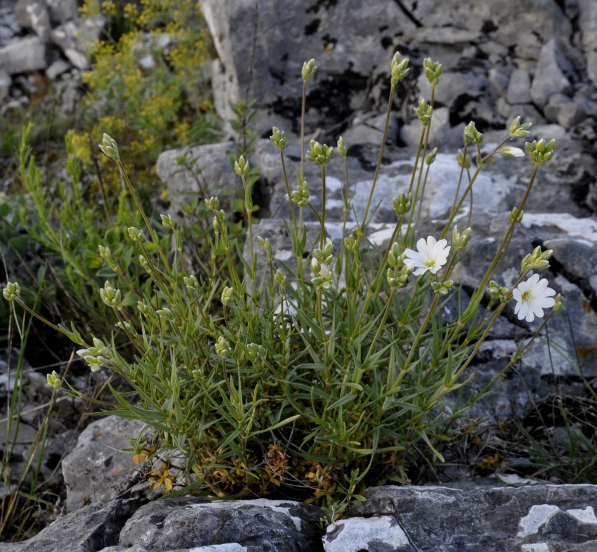 Image of Cerastium banaticum specimen.