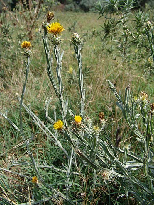 Изображение особи Centaurea solstitialis.