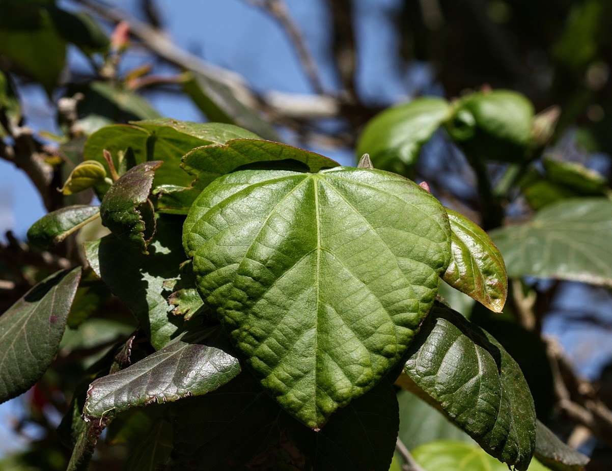 Image of Hibiscus elatus specimen.