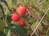 Rubus matsumuranus. Плоды и листья. Магаданская обл., окр. г. Магадан, бухта Нагаева, Морпортовская сопка, курумник. 12.08.2016.