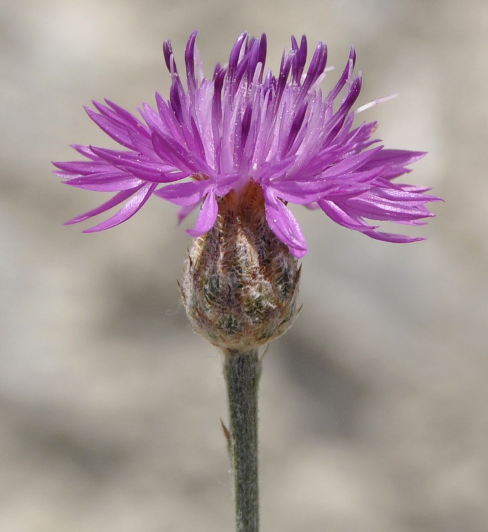 Image of genus Centaurea specimen.