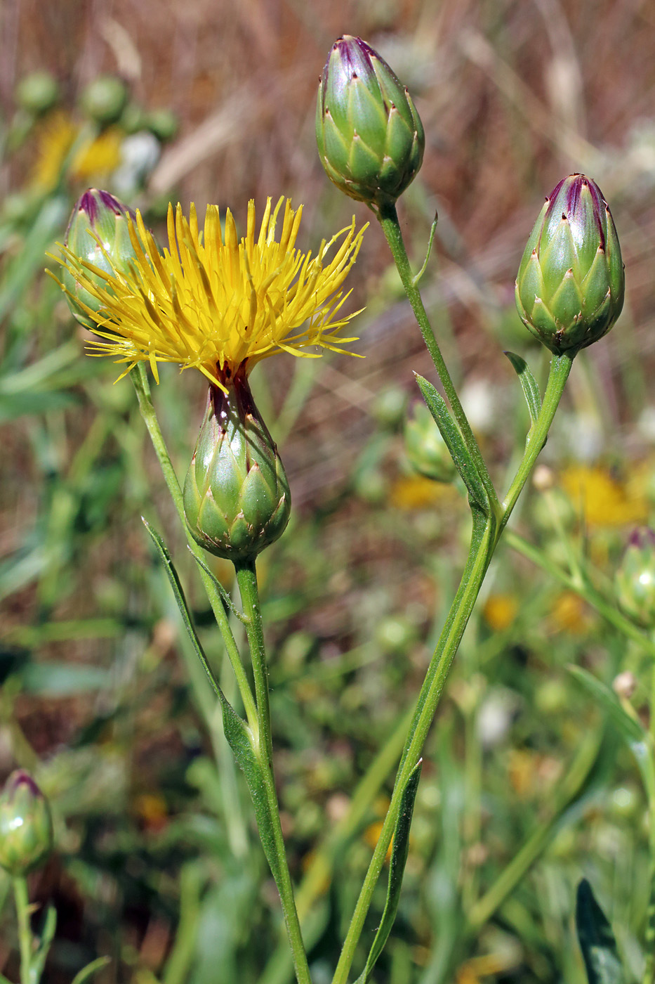 Изображение особи Centaurea behen.