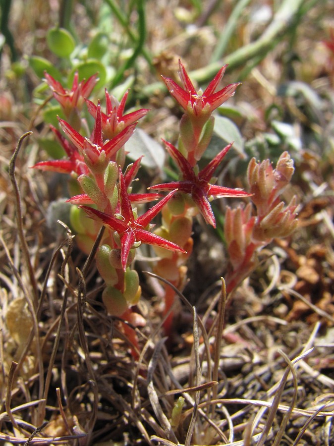 Image of Sedum cespitosum specimen.