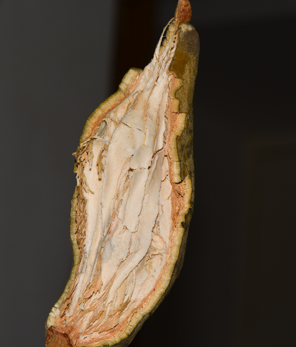 Image of Adansonia digitata specimen.