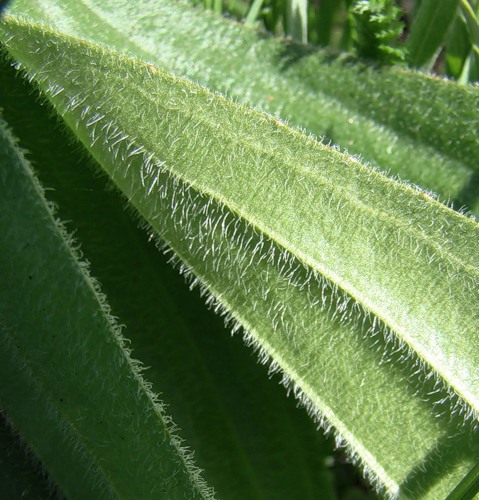 Image of Plantago urvillei specimen.