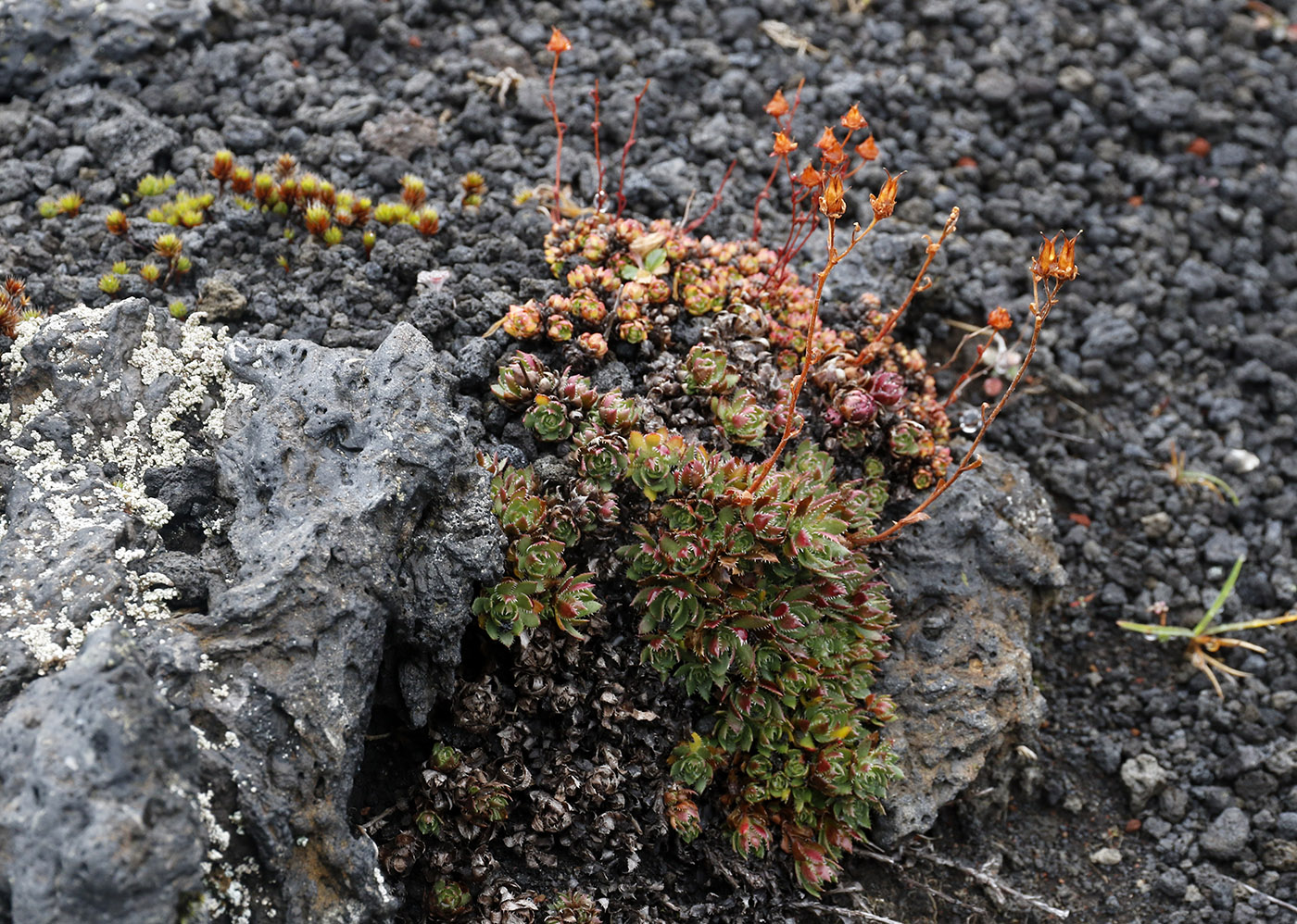 Изображение особи род Saxifraga.