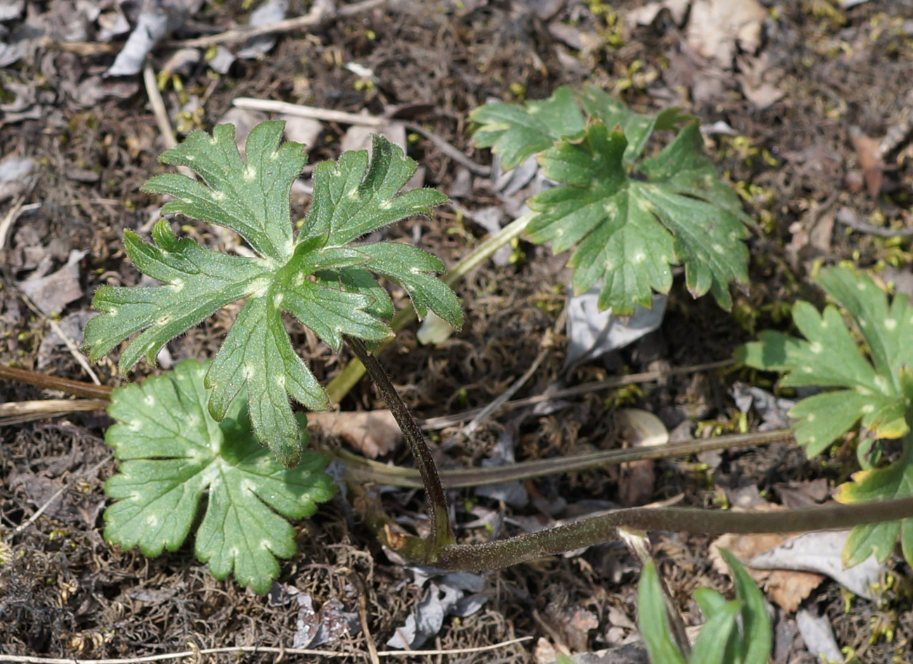 Image of Aconitum ranunculoides specimen.