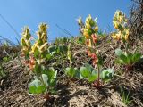 род Corydalis