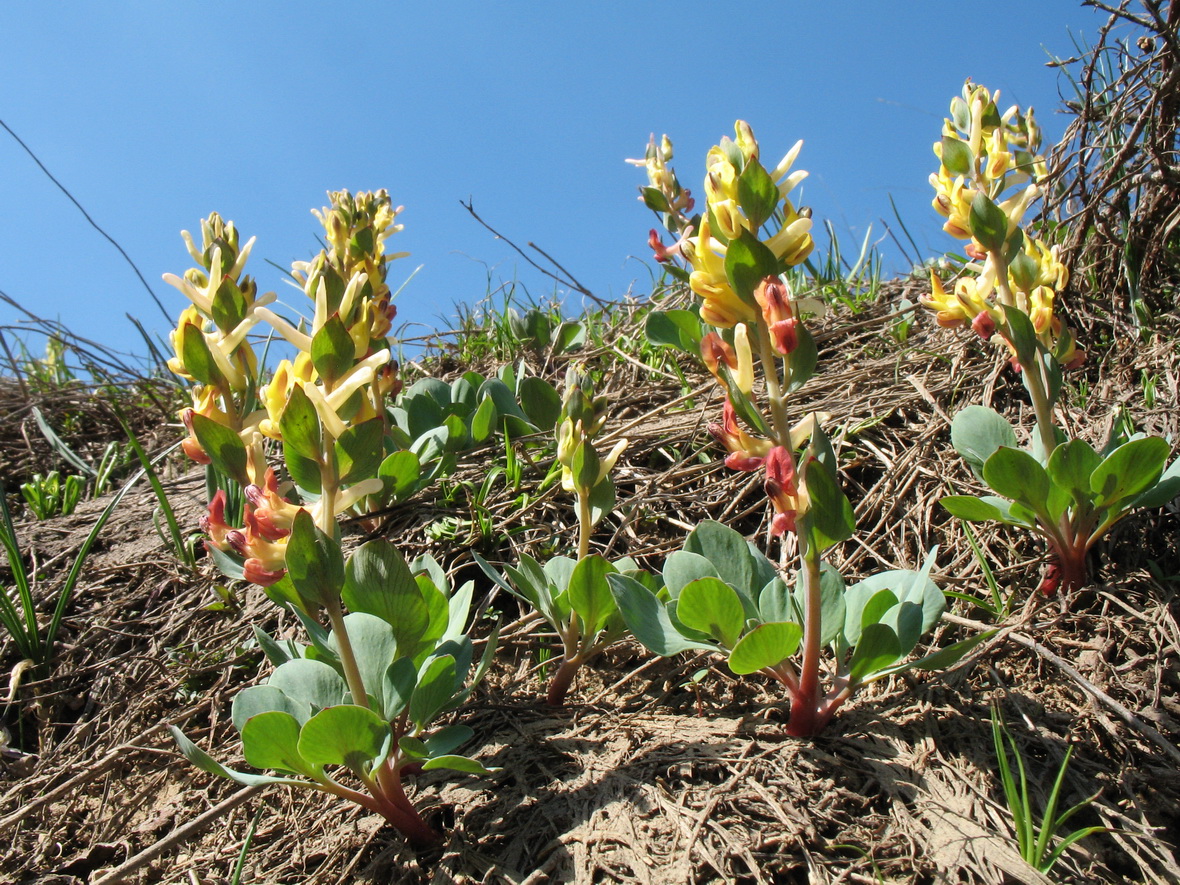 Image of genus Corydalis specimen.