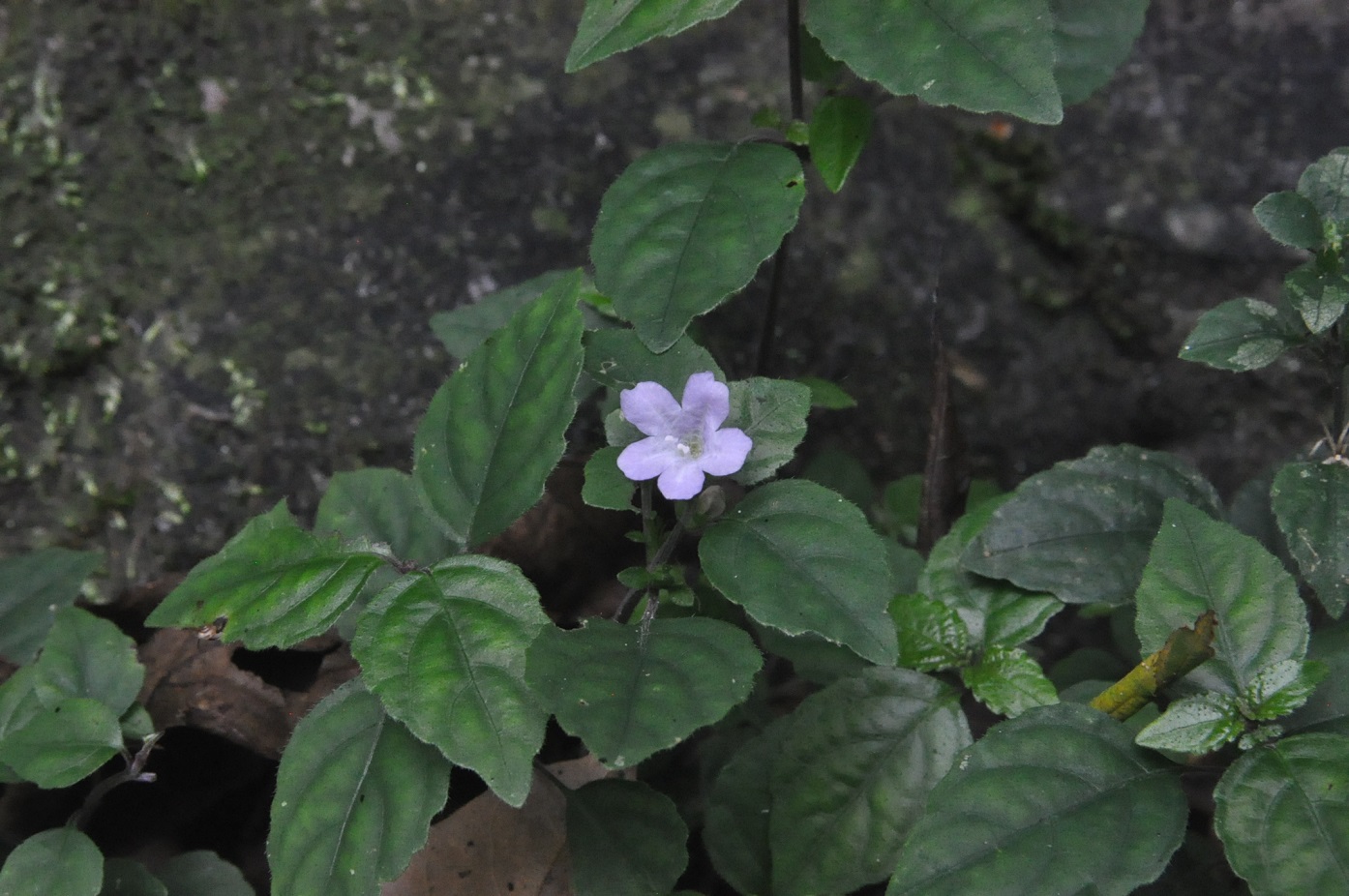 Image of Strobilanthes tetraspermus specimen.