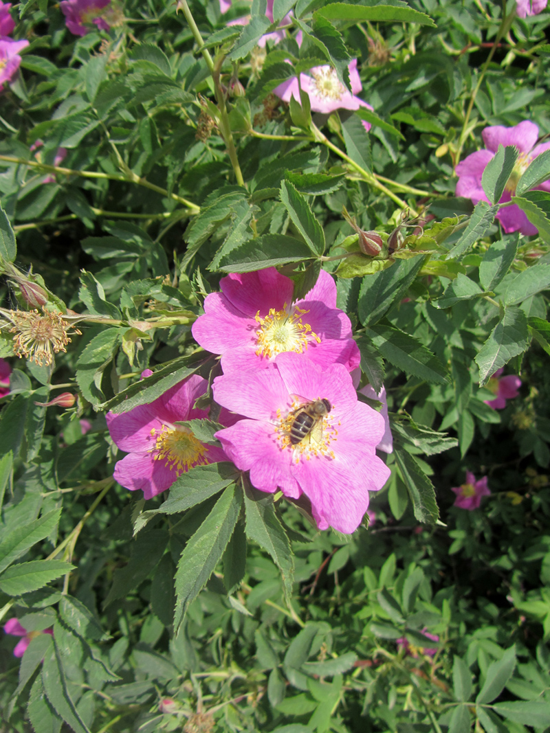 Image of genus Rosa specimen.