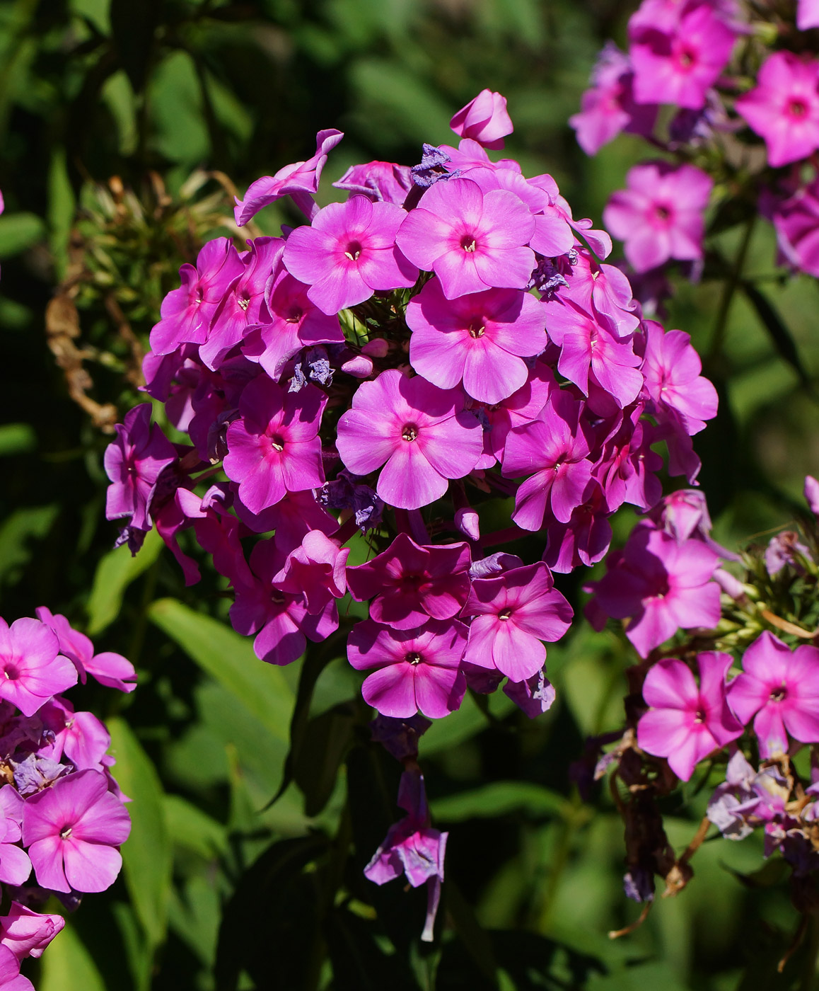 Image of Phlox paniculata specimen.