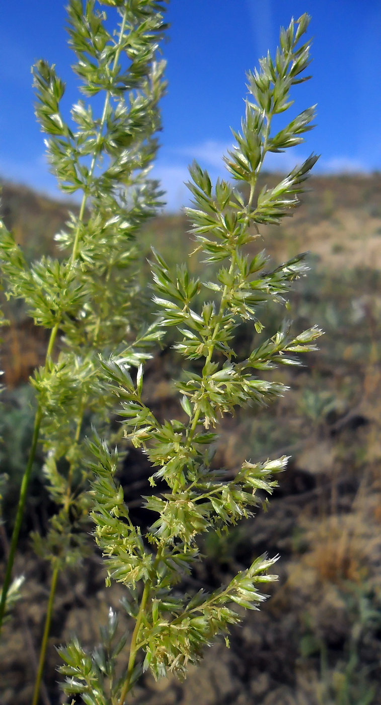 Image of Koeleria sabuletorum specimen.