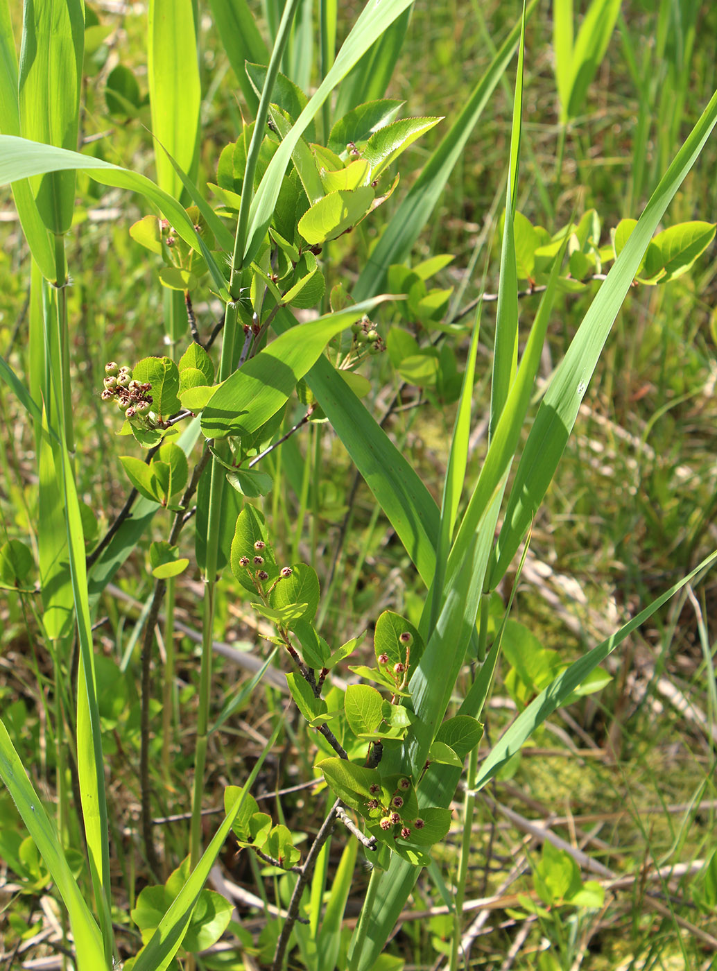 Image of &times; Sorbaronia mitschurinii specimen.