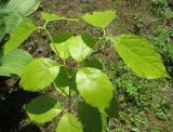 Calycanthus chinensis. Ветвь. Подмосковье, в культуре. 23 июня 2018 г.