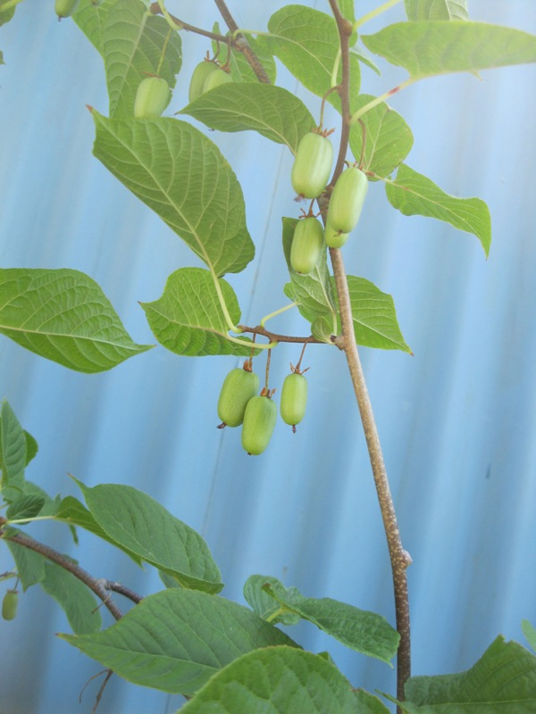 Image of Actinidia kolomikta specimen.