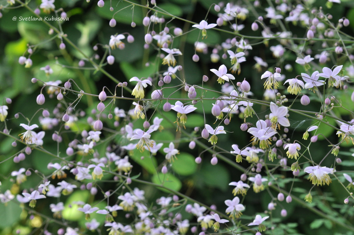 Image of Thalictrum delavayi specimen.