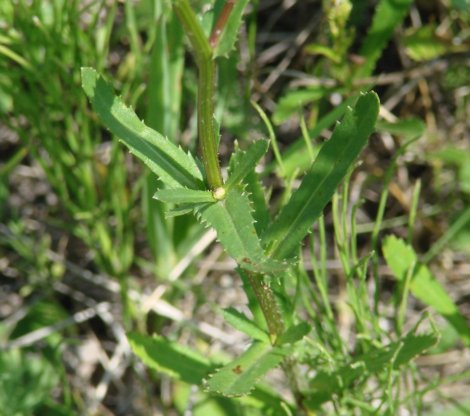 Image of Leucanthemum ircutianum specimen.