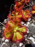 Drosera cuneifolia