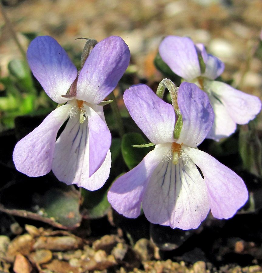 Image of Viola rupestris specimen.