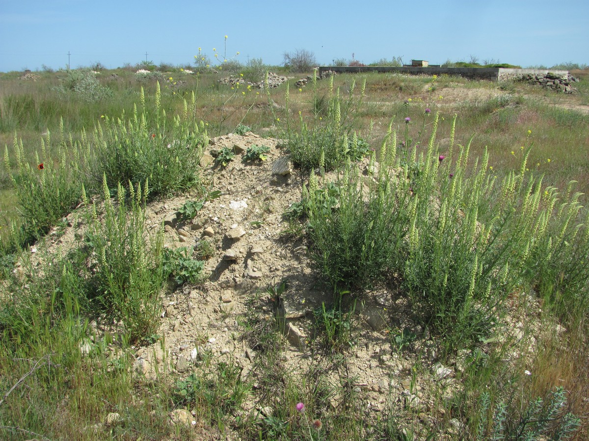 Image of Reseda lutea specimen.