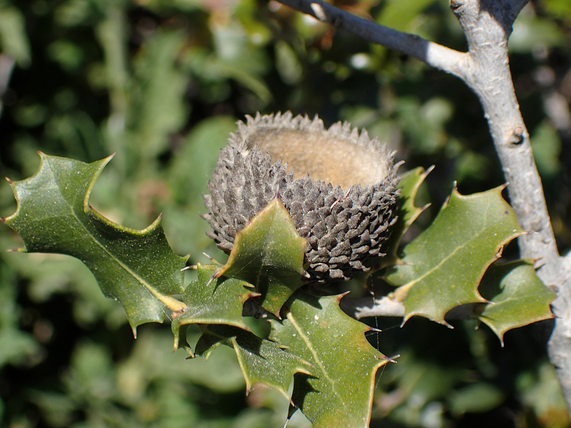 Изображение особи Quercus coccifera.