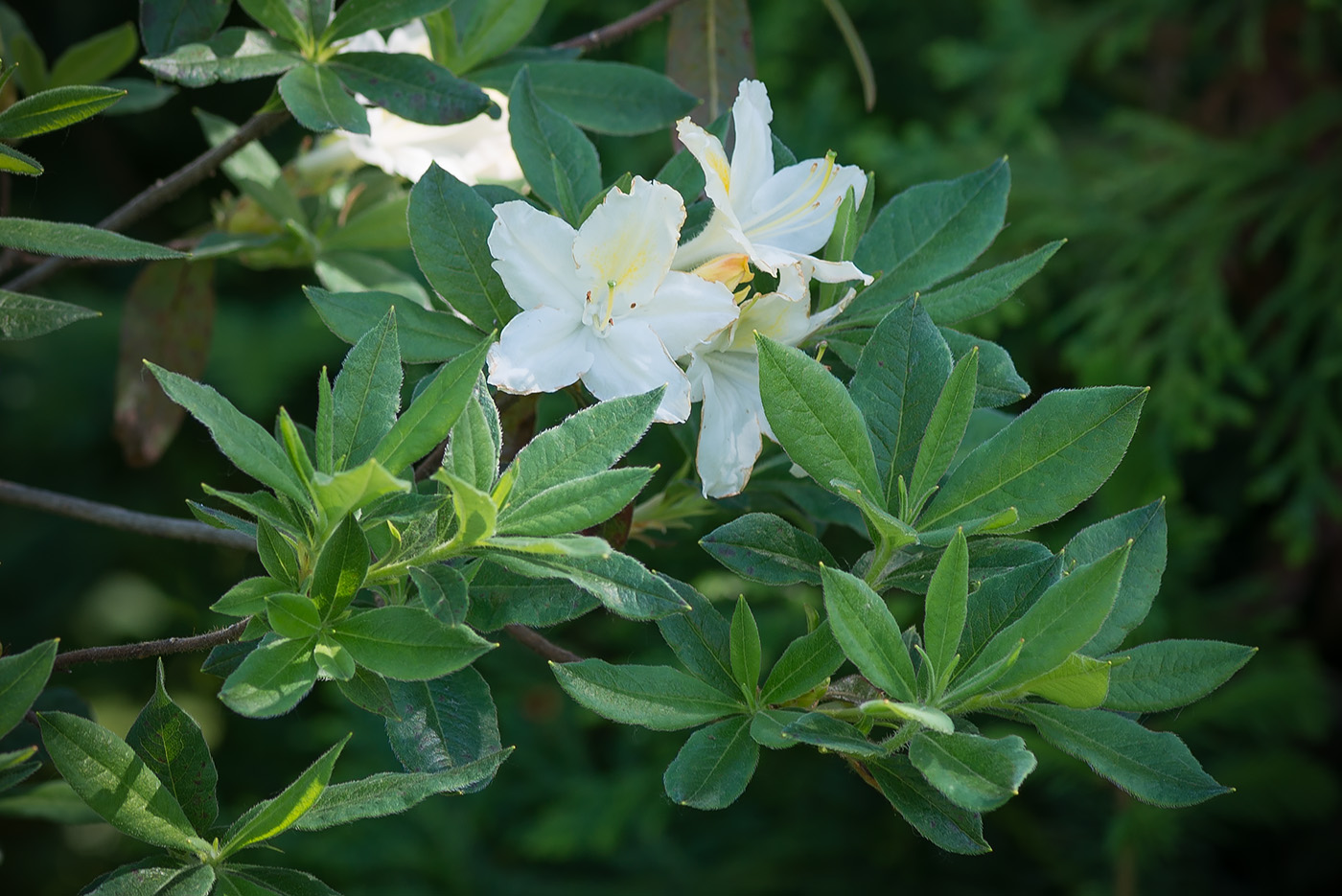 Изображение особи род Rhododendron.