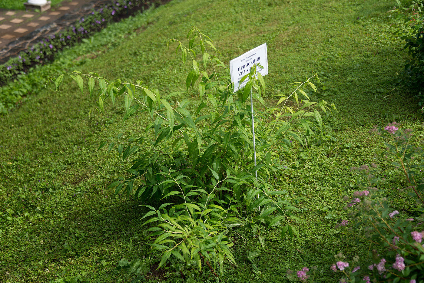 Изображение особи Prinsepia sinensis.