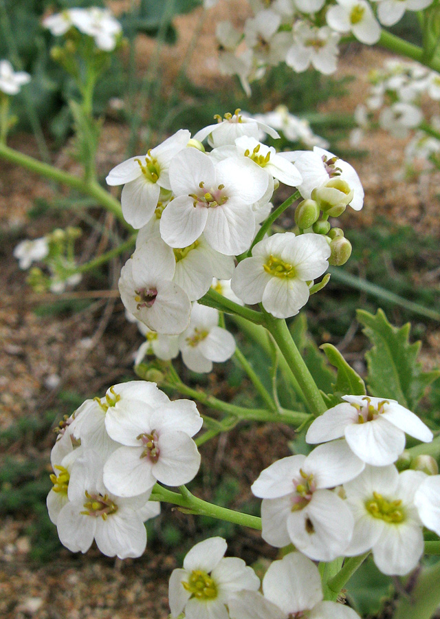 Изображение особи Crambe maritima.