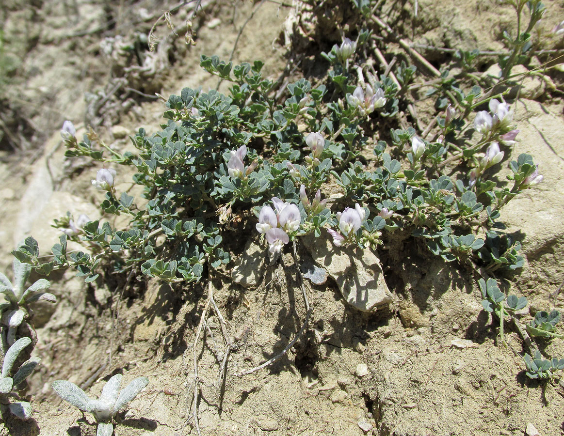 Изображение особи Medicago daghestanica.