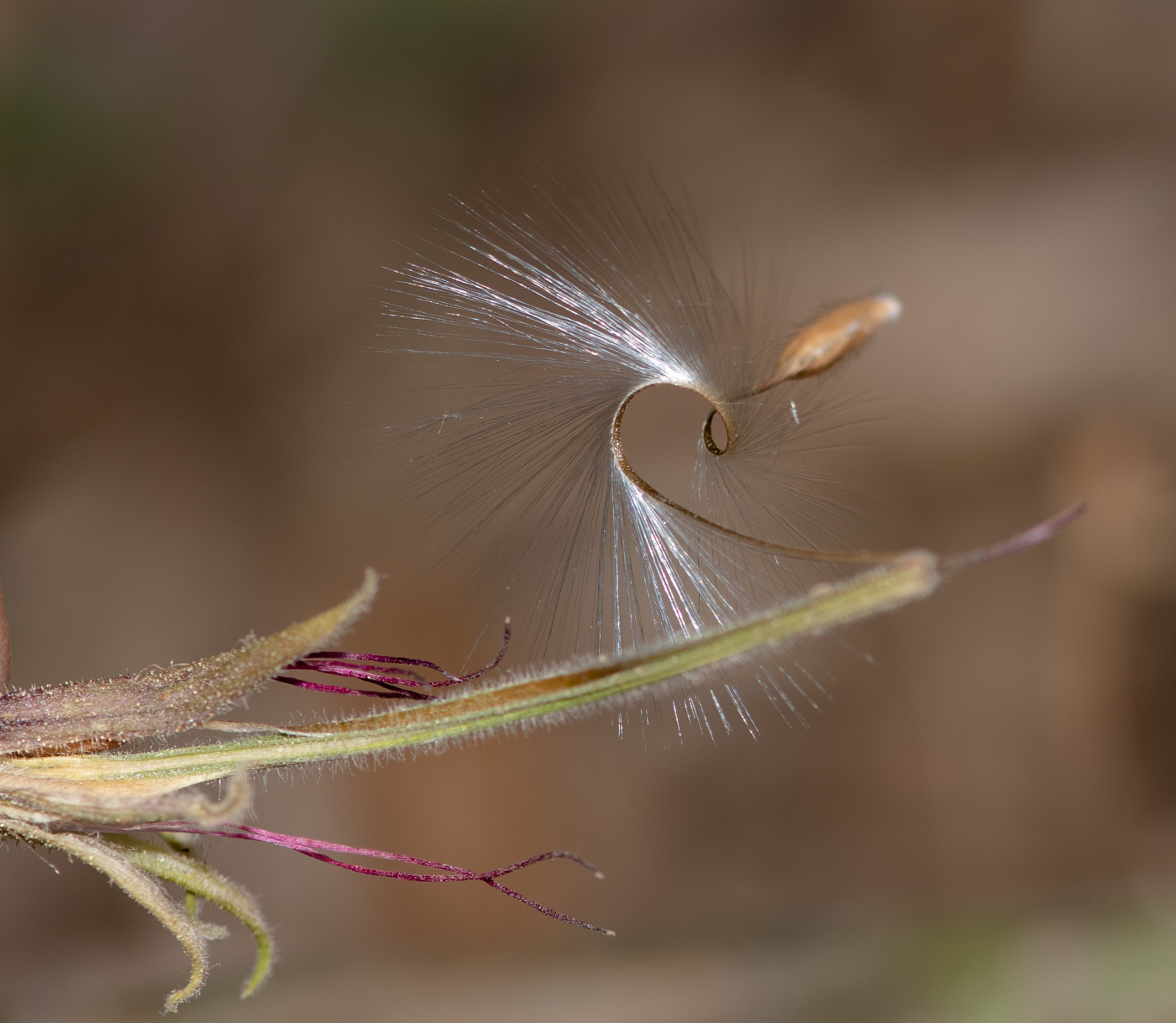 Image of Pelargonium tetragonum specimen.