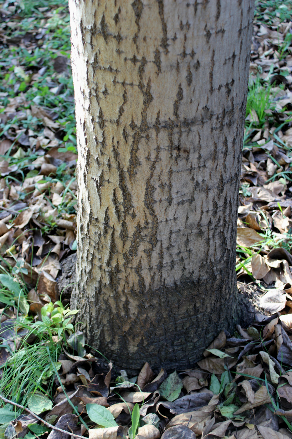 Изображение особи Populus koreana.