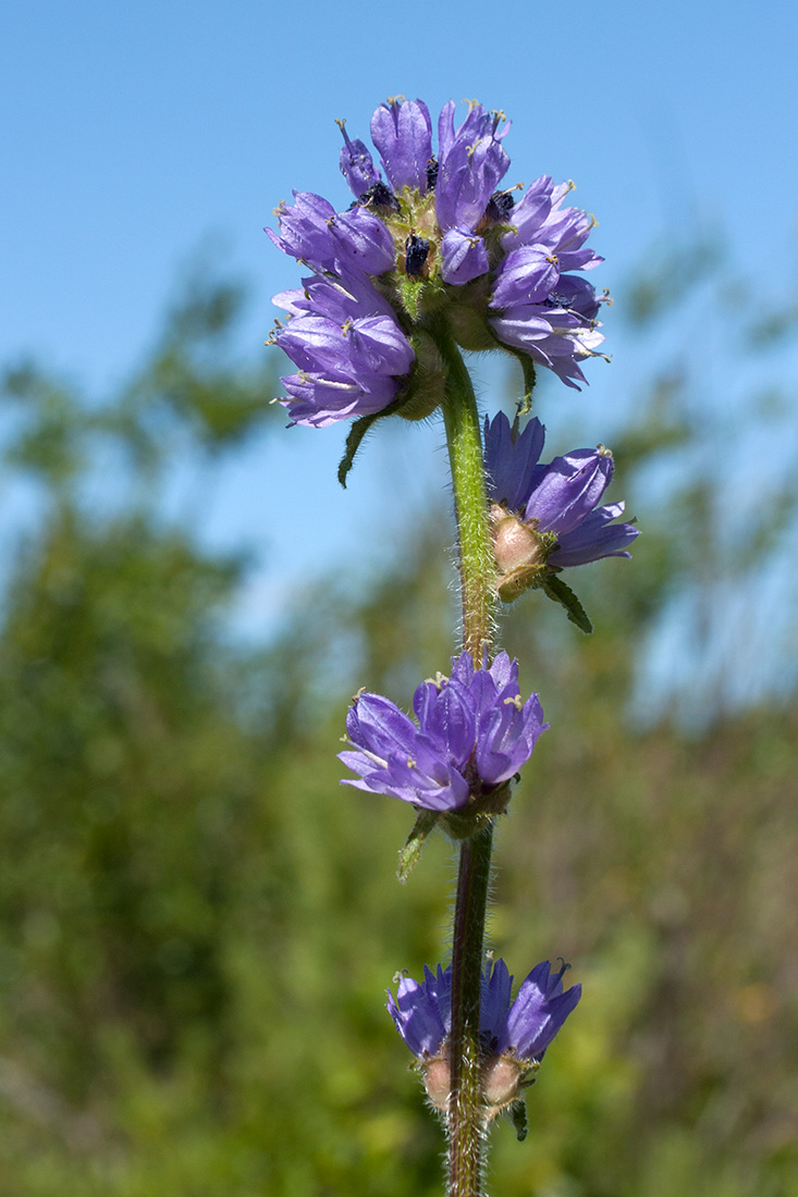 Image of Campanula cervicaria specimen.