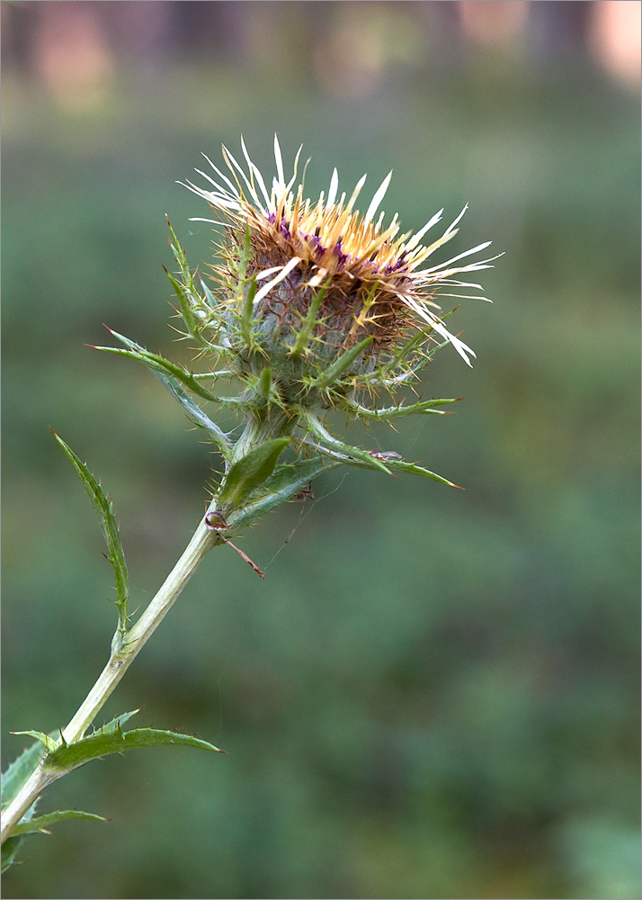 Изображение особи Carlina fennica.