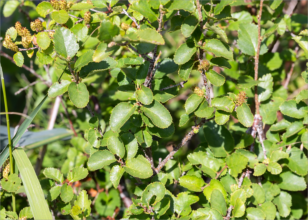 Image of Betula humilis specimen.