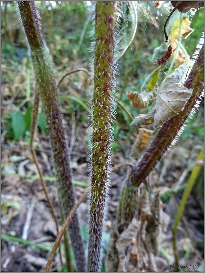 Image of Chaerophyllum aromaticum specimen.