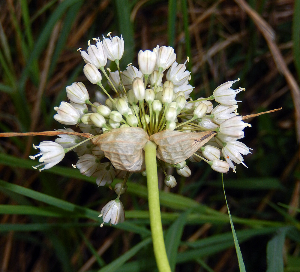 Image of Allium pallens ssp. coppoleri specimen.