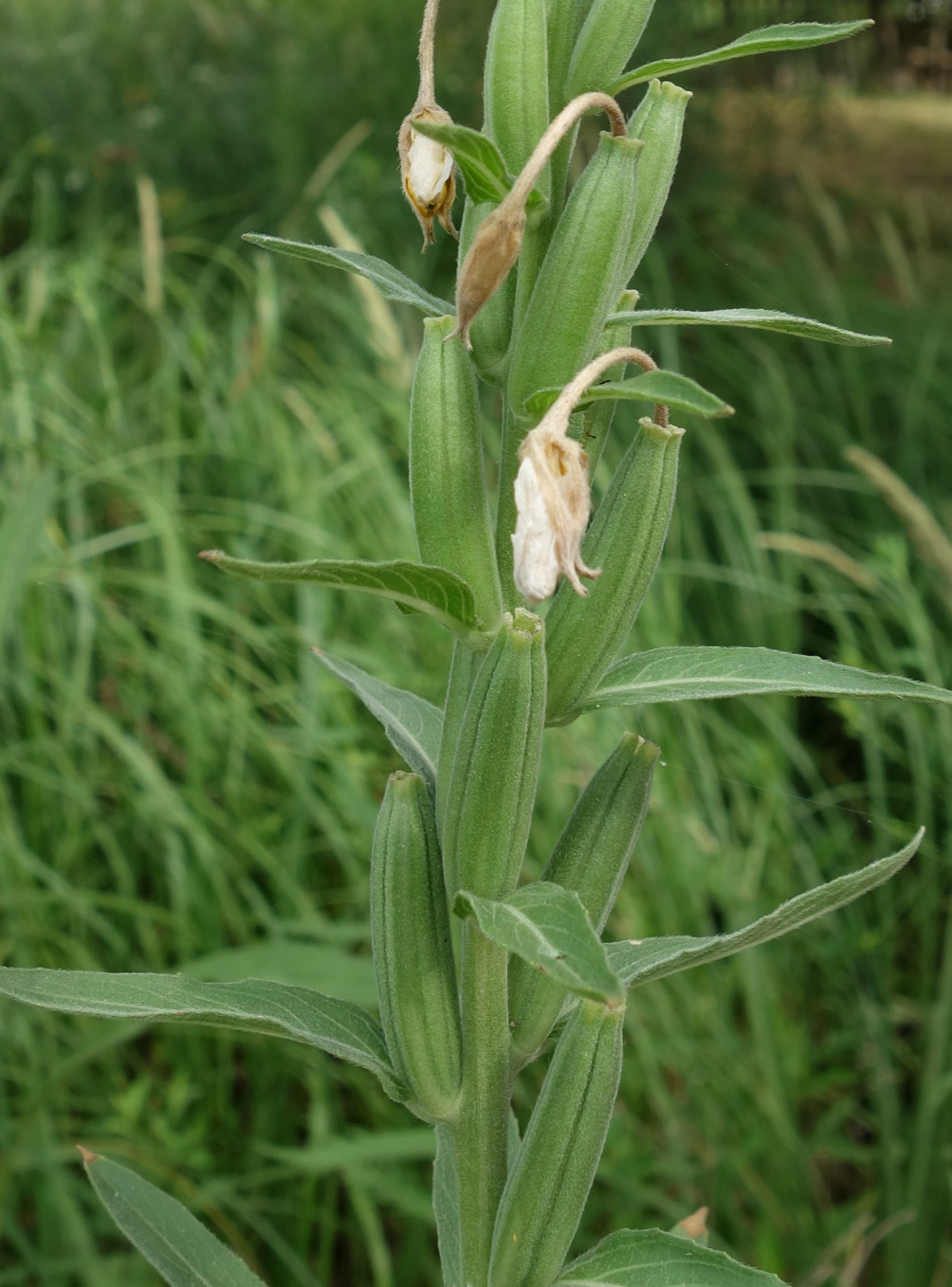 Изображение особи Oenothera villosa.