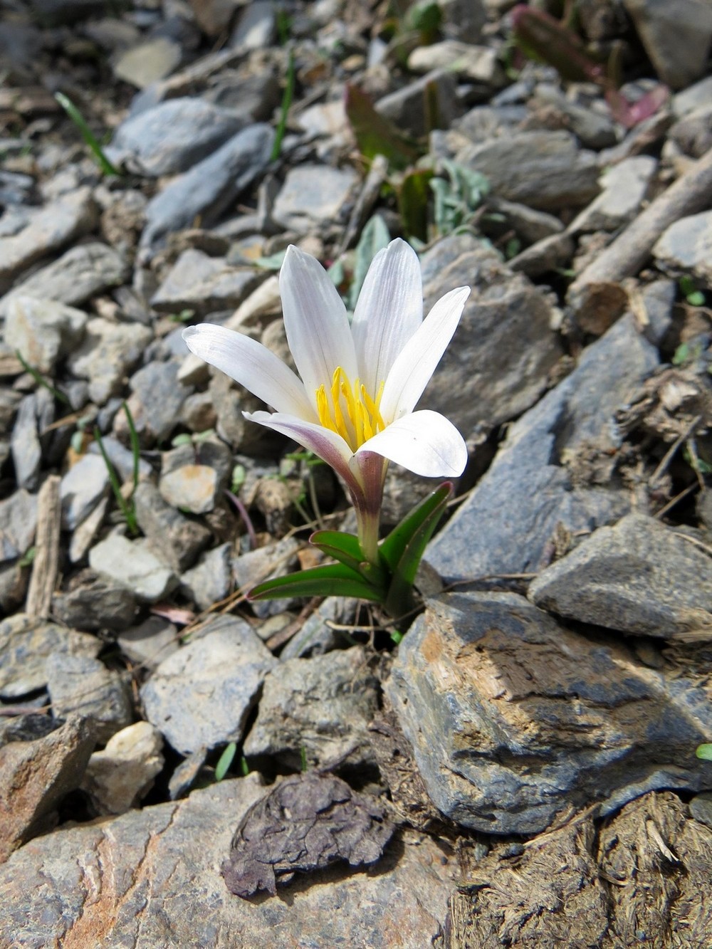 Image of Colchicum kesselringii specimen.