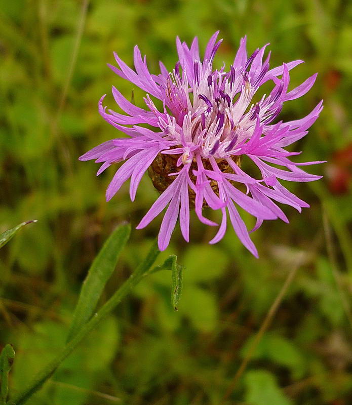 Image of Centaurea jacea specimen.